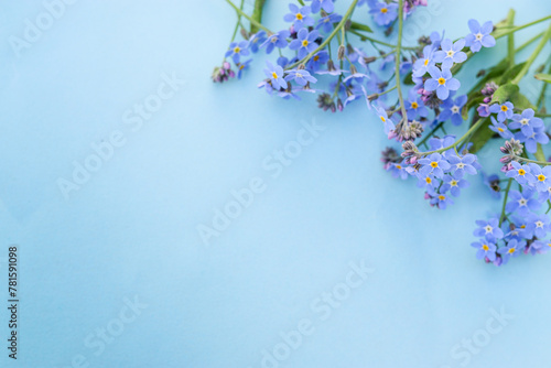 Forget-me-not flower with a beautiful and deep heavenly petal color, lies on a blue background.