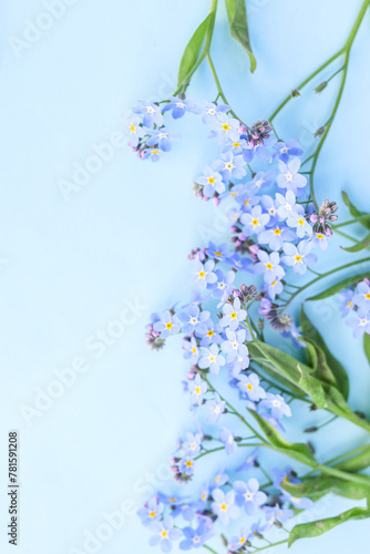 Forget-me-not flower with a beautiful and deep heavenly petal color, lies on a blue background.