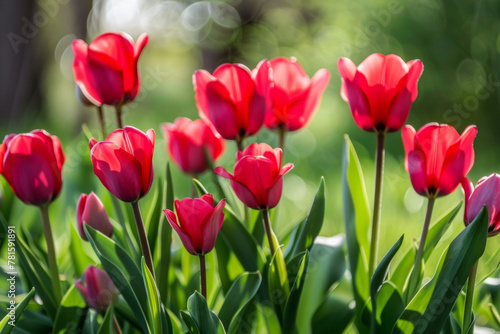 Beautiful floral background of bright red tulips blooming in the garden in the middle of a sunny spring day with a landscape of green grass  blurry background