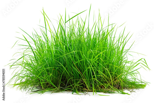 Green grass isolated on transparent background. Close up. Studio shot.