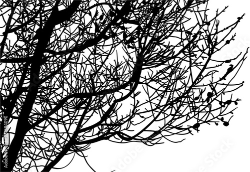 silueta arbol, arbusto, hojas, ramas, otoño, ilustracion, bosques, naturaleza, sequia, atmosfera