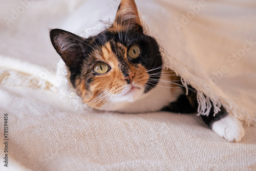 Bild auf Leinwand close-up fluffy domestic cat nestled in bed covered with white blanket, coziness
