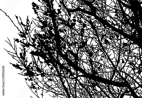 silueta arbol, arbusto, hojas, ramas, otoño, ilustracion, bosques, naturaleza, sequia, atmosfera