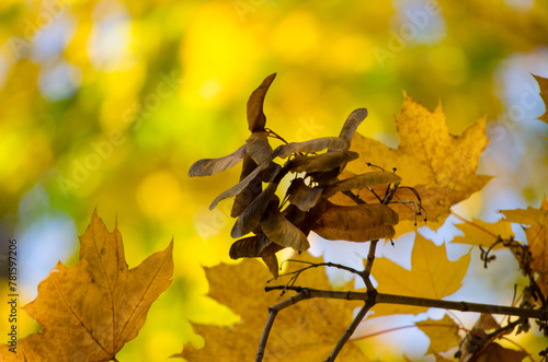 Maple Seeds photo