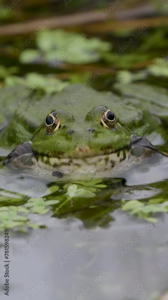 Vertical Video of a Male Marsh Frog ( pelophylax ridibundus ) Bellowing Vertical Video of a Male Marsh Frog ( pelophylax ridibundus ) Bellowing