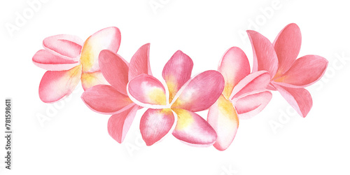 Plumeria pink Flowers watercolor illustration. Hand drawn sketch of Frangipani bouquet. Tropical border with exotic plants for spa invitations or greeting cards design. Blooming jungle composition