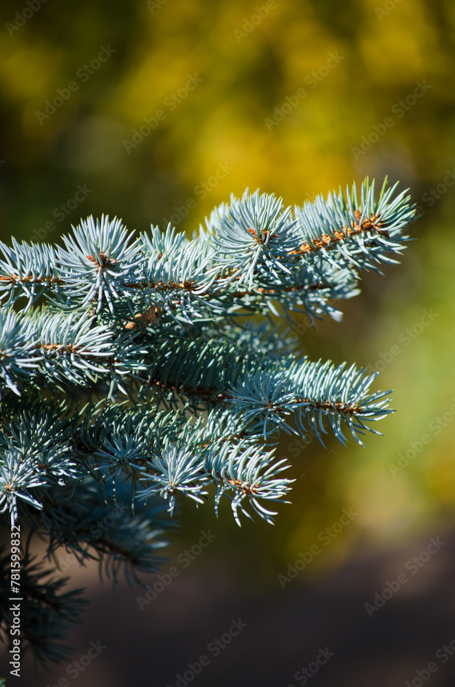 spruce boughs