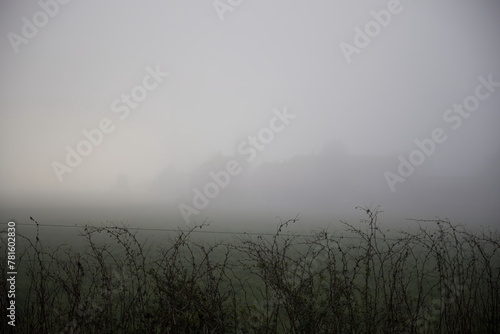 Wald im Nebel © RMU-FOTO