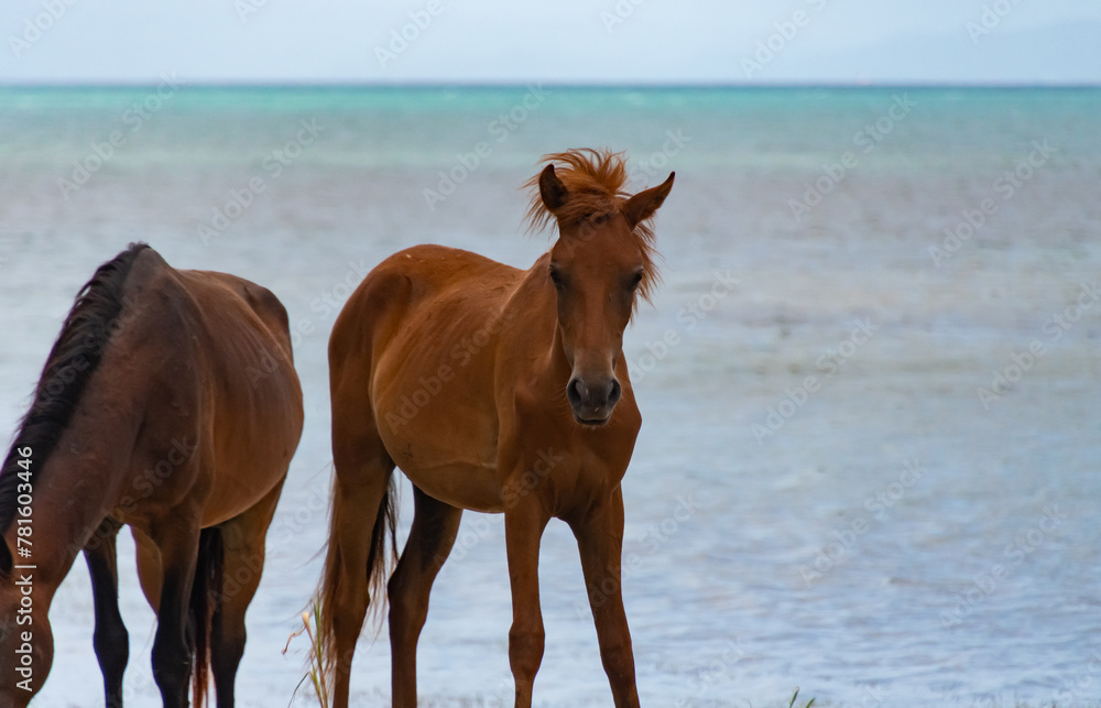 Caribbean wild horse on the beach