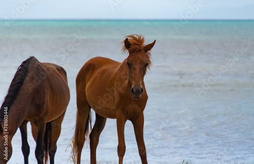 Caribbean wild horse on the beach