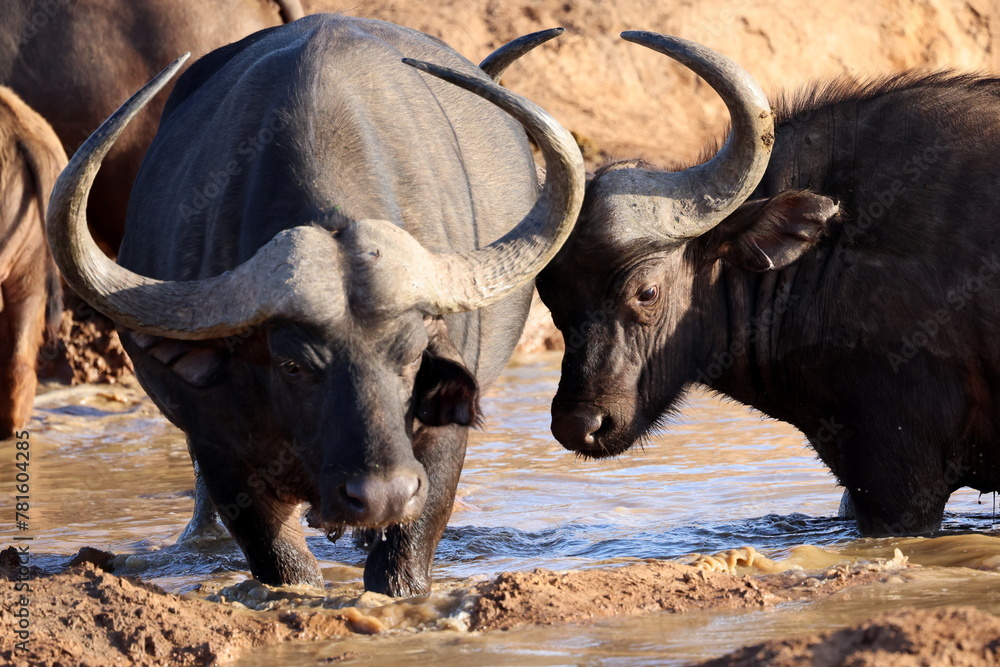 Fototapeta premium impressive buffalo