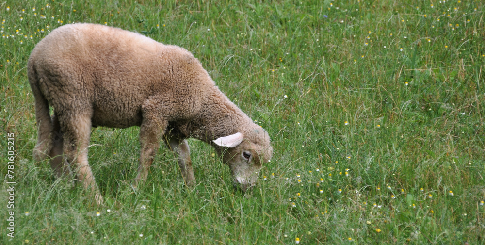 Lamb grazing, moment when it is eating grass on the prairie Lamb grazing, moment when it is eating grass on the prairie