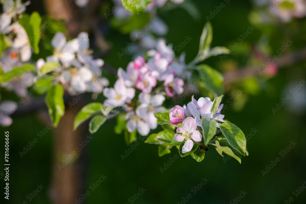 Pink apple blossom. Apple close up flowers. Apple tree spring blooming. Closeup pink apple flowers.
Pink apple blossom. Apple close up flowers. Apple tree spring blooming. Closeup pink apple flowers.