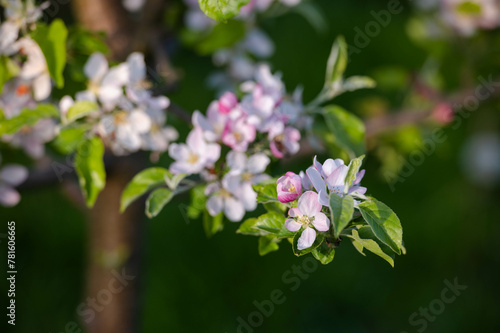 Pink apple blossom. Apple close up flowers. Apple tree spring blooming. Closeup pink apple flowers. 