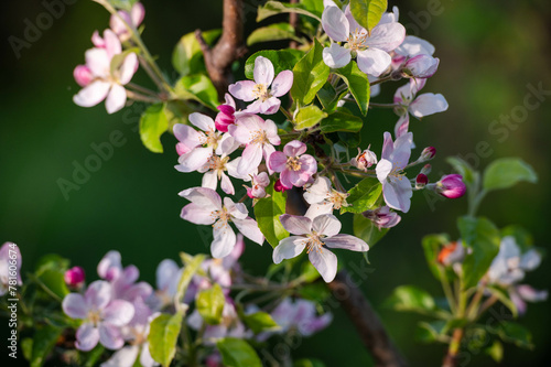 beautiful flowers on a branch of an apple tree against the background of a blurred garden at sunset