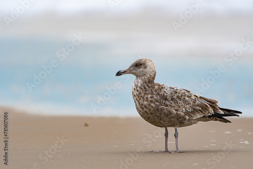 Obraz na płótnie seagull on the beach w salonie