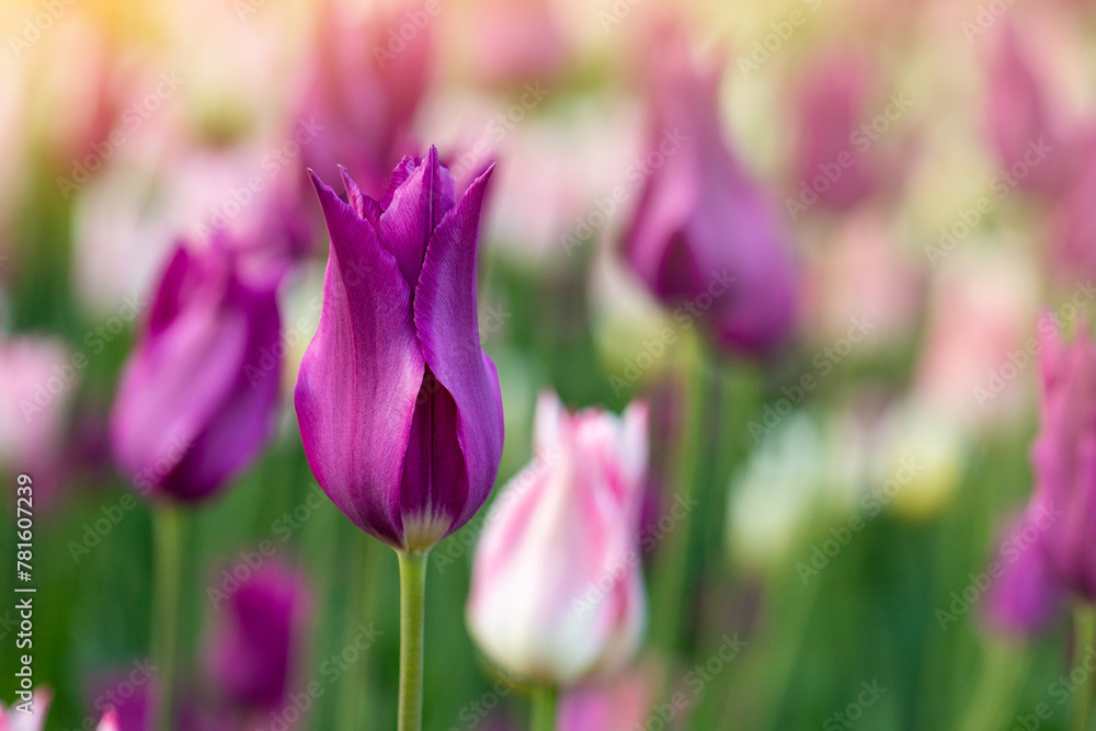 Fototapeta premium Tulips on sunny spring day. Beautiful colorful flower background
