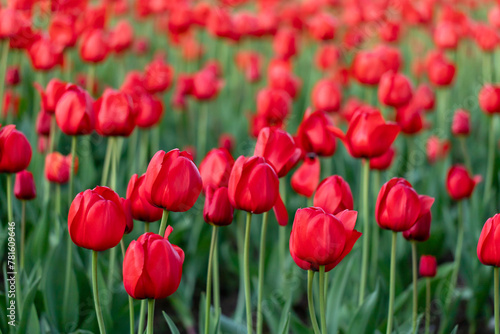 Field of red tulips in a park in spring. Flower full frame background