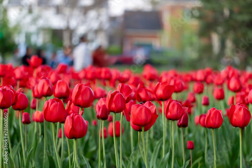 Tulip festival in Ottawa, Canada. Spring flowers with walking people in park.