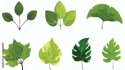 Of six different green tree leaves isolated on whit