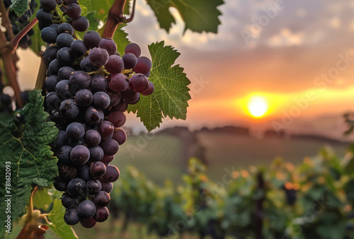 Grapes in vineyard at sunset. A photo of grapes on the vine