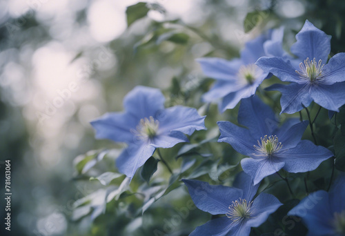 Blue clematis