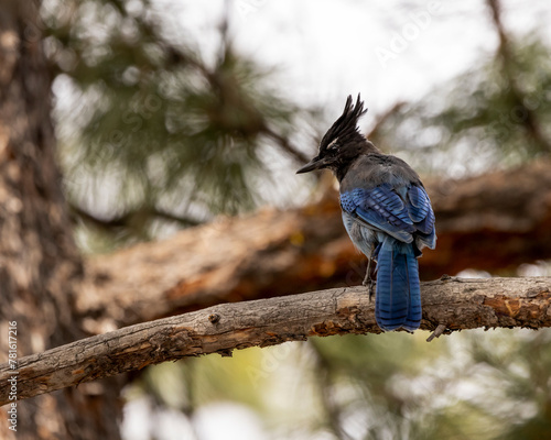 Steller's Jay in Grand Canyon National Park Arizona photo