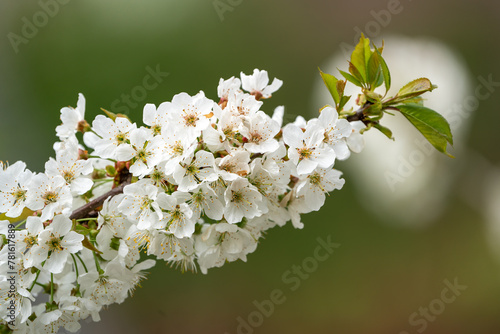 Close Up of a fully blooming cherry tree with beatiful white flowers and lots of bees and other polinators photo