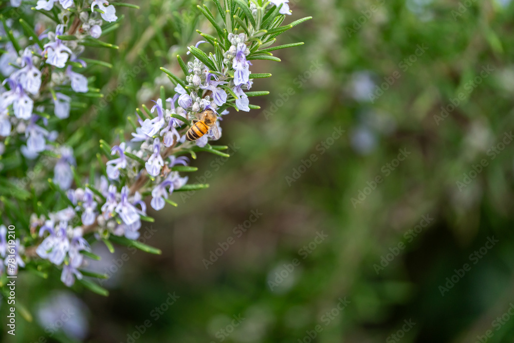 Close Up of a bee collecting honey from a rosemary bush Close Up of a bee collecting honey from a rosemary bush
