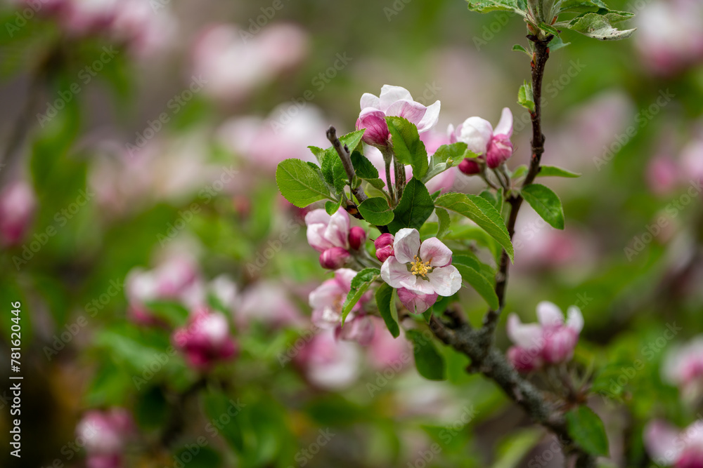Close Up of blooming apple tree flower Close Up of blooming apple tree flower