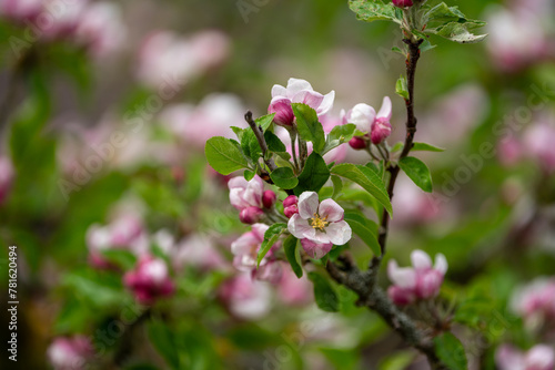Close Up of blooming apple tree flower
