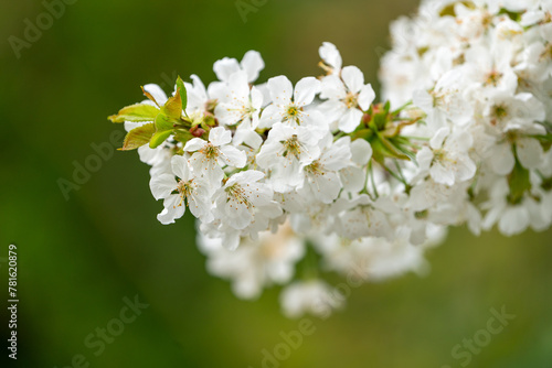 Close Up of a fully blooming cherry tree with beatiful white flowers and lots of bees and other polinators