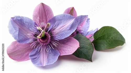 Beautiful flower of passionflower (passiflora) isolated on white background... photo