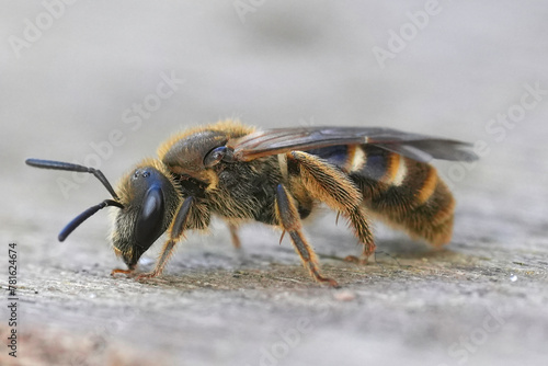 Closeup on a Common furrow bee, Lasioglossum calceatum sitting on wood