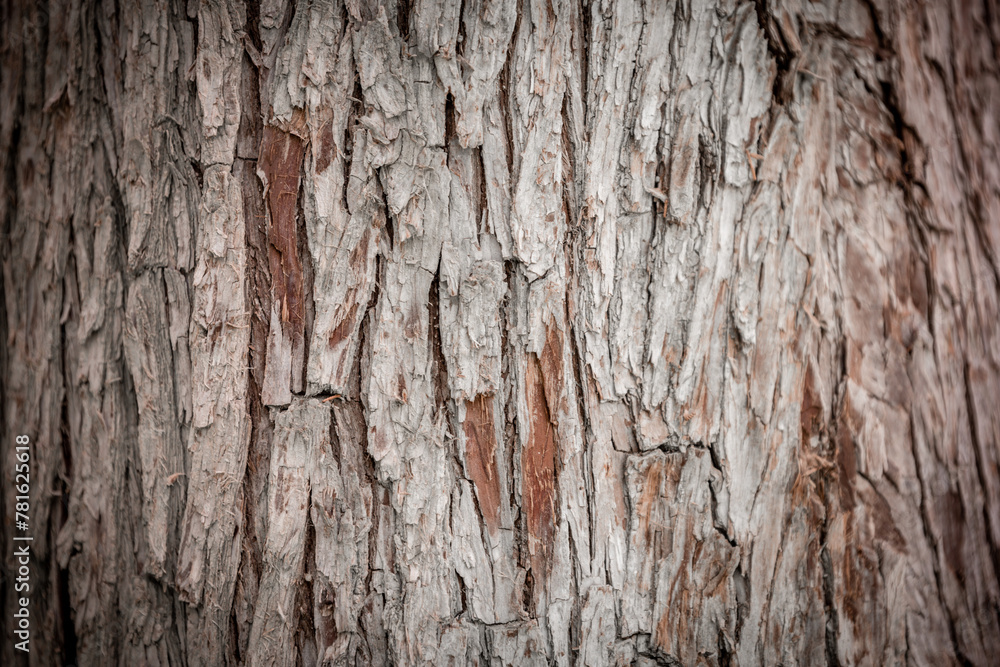 Bark pattern is seamless texture from tree. For background wood work, Bark of brown hardwood, thick bark hardwood, residential house wood. nature, trunk, tree, bark, hardwood, Bark pattern is seamless texture from tree. For background wood work, Bark of brown hardwood, thick bark hardwood, residential house wood. nature, trunk, tree, bark, hardwood,