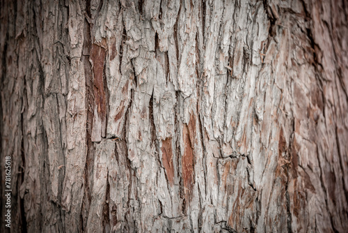 Bark pattern is seamless texture from tree. For background wood work, Bark of brown hardwood, thick bark hardwood, residential house wood. nature, trunk, tree, bark, hardwood, 