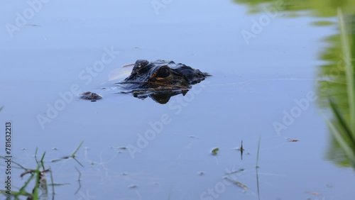 Close-Up View of a Young Alligator Resting in Calm Waters on a Sunny Day in Florida