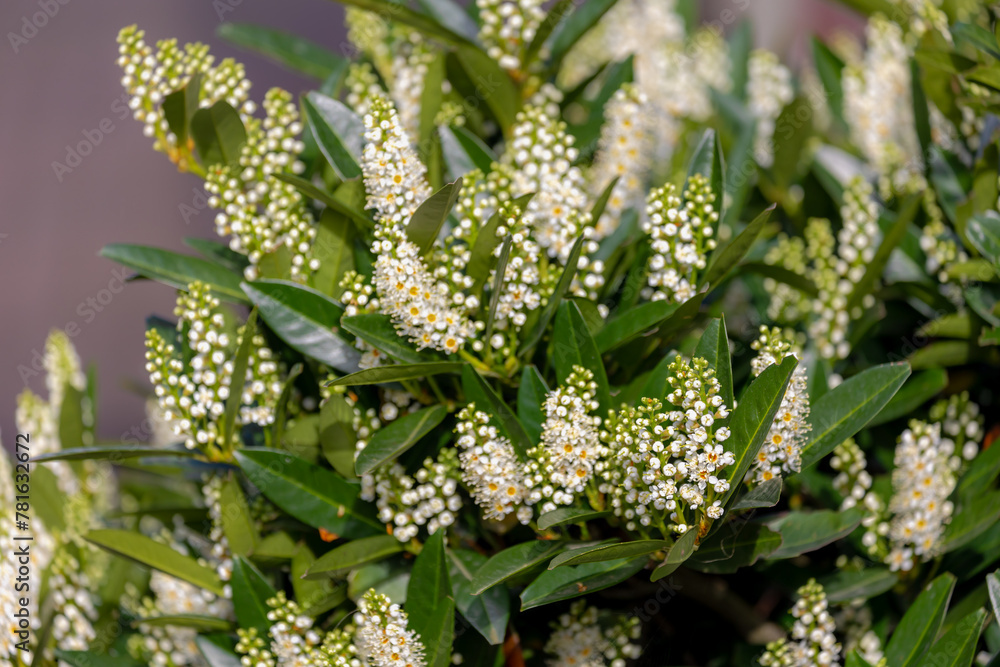 Selective focus of white fluffy flowers in the garden, Cherry laurel (Laurierkers) green leaves, Foliage and flowers of Prunus laurocerasus in spring, Ornamental plant, Natural floral background. Selective focus of white fluffy flowers in the garden, Cherry laurel (Laurierkers) green leaves, Foliage and flowers of Prunus laurocerasus in spring, Ornamental plant, Natural floral background.