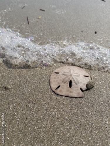 sand dollar in the sand