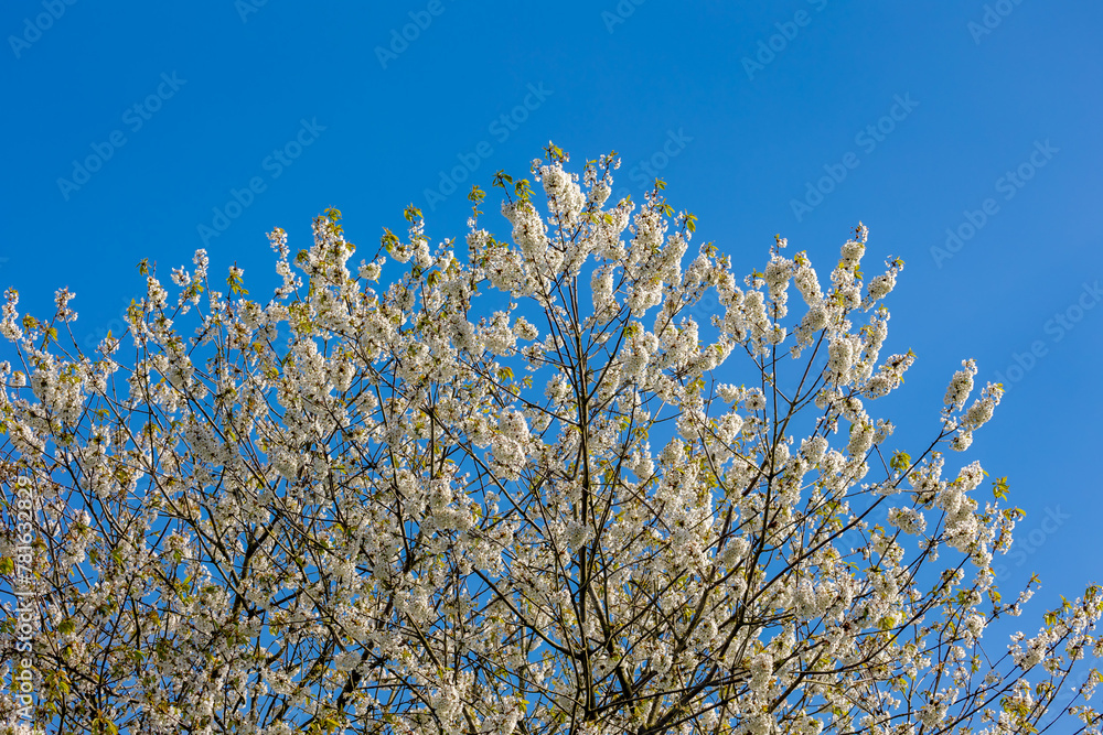 Selective focus full bloom of Prunus serrulata on the tree, White cultivar flowers with green leaves with blue sky, Oriental cherry flowering twig is a species of cherry, Natural floral background.