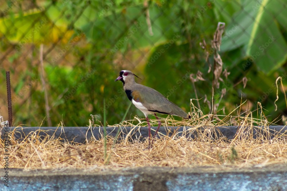 Obraz premium Alcaraván Vanellus chilensis Southern Lapwing in venezuela