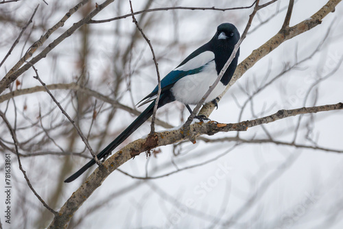 One magpie sitting in a bare tree in the winter