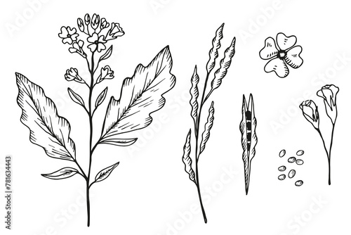 Mustard plant engraved sketch, hand drawn vector illustration. Set with mustard flower, branch, seed, leaf. Food ingredient, oil, organic nutrition. Design element for print, logo, paper, label, sign 