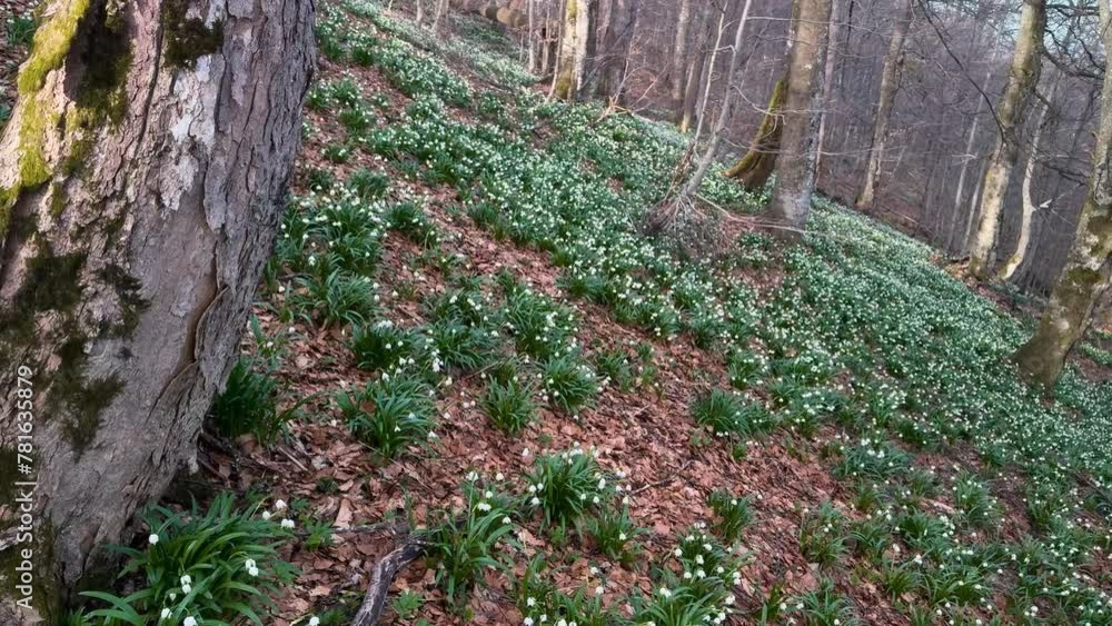 A great rarity - the white-flowered snowdrop usually grows in the spring near streams and rivers, lakes after snow, but on this mountain it grew right on a high peak A great rarity - the white-flowered snowdrop usually grows in the spring near streams and rivers, lakes after snow, but on this mountain it grew right on a high peak