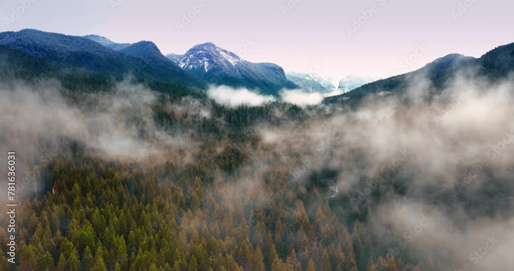 White haze covering the pine tree forest. Drone flies through the mist over the valley between the mountains.