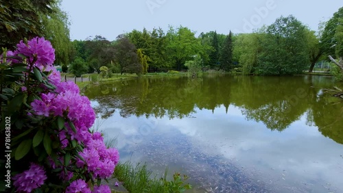 blooming pink rhododendron bush on shore of pond. natural sound photo