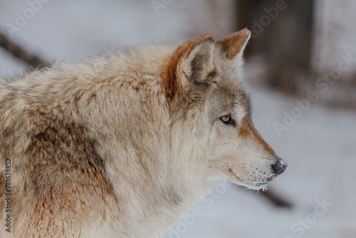 Side profile of high content wolf dog