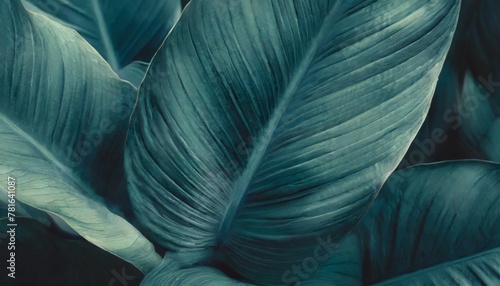 close up macro nature exotic bright blue green leave texture tropical jungle plant spathiphyllum cannifolium in dark background curve leaf floral botanical desktop wallpaper website cover backdrop
