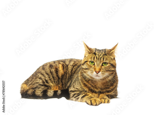 Tabby cat on light background. Studio shot. Cute animal laying down. Home pet.