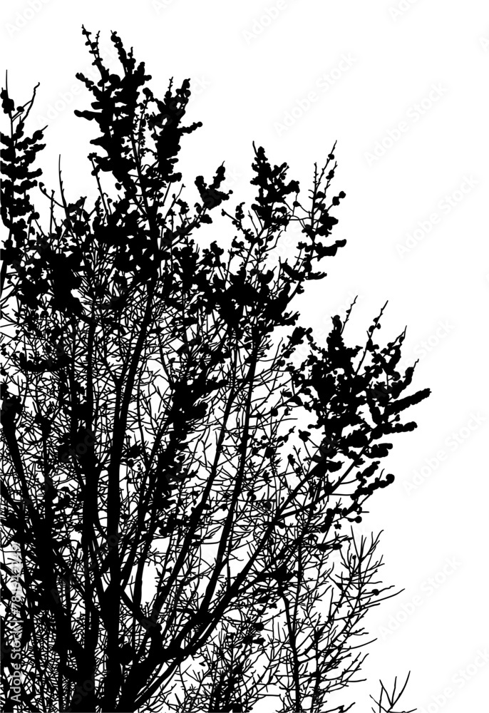 Obraz premium silueta arbol, arbusto, hojas, ramas, otoño, ilustracion, bosques, naturaleza, sequia, atmosfera